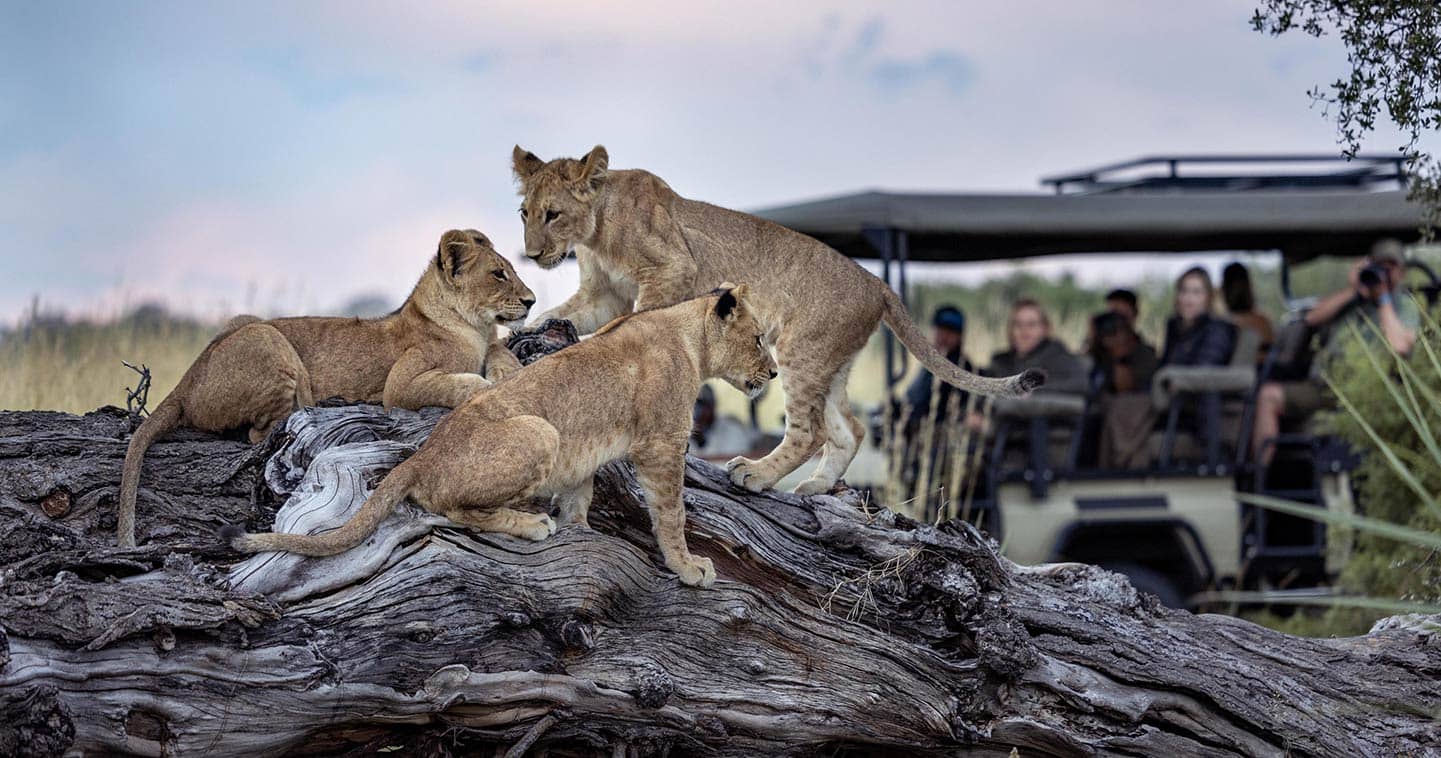 Exciting wildlife safari in Moremi at Tawana Camp